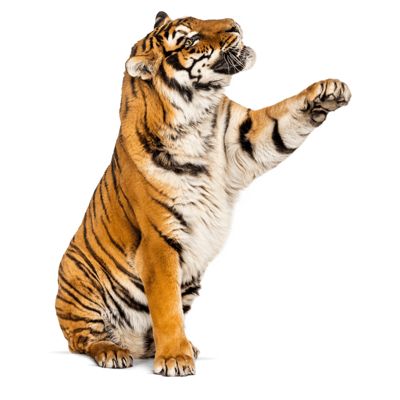 Shoptiger