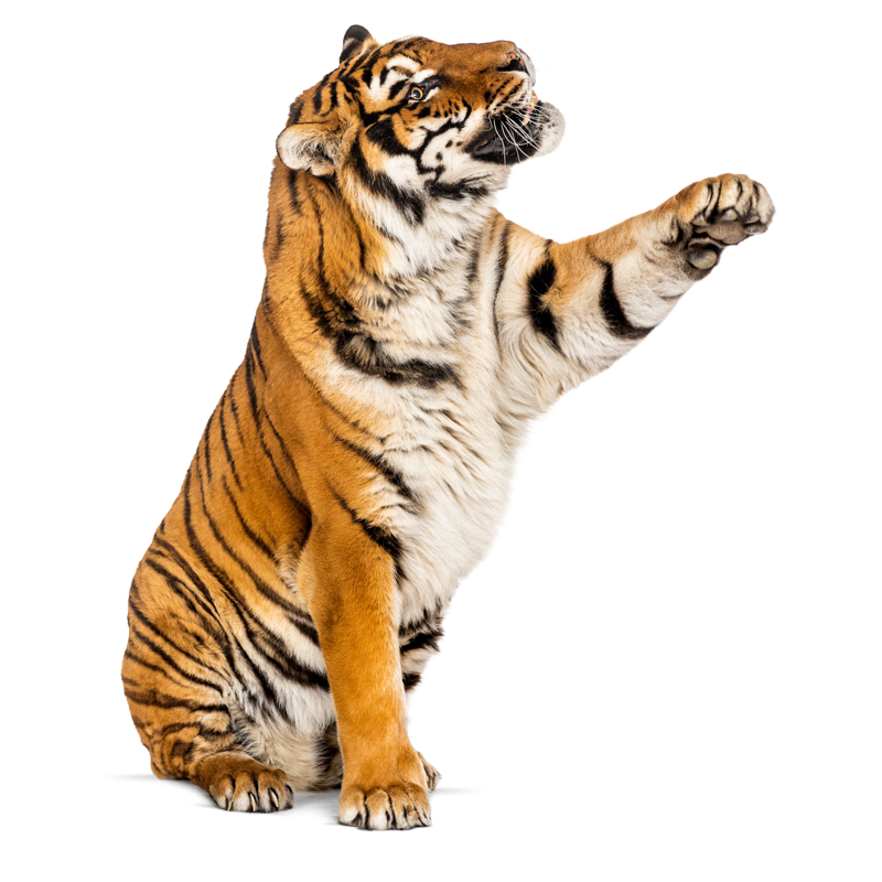 Shoptiger